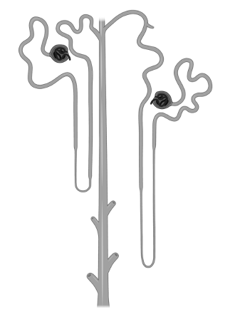Nephron diagram showing the three dimensions of kidney function